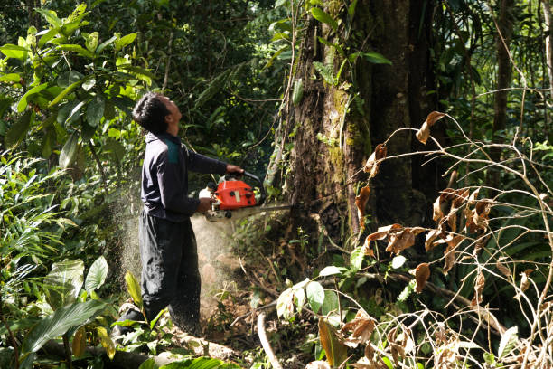 Professional Tree Care  in San Felipe, TX