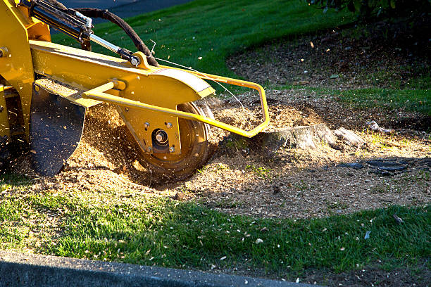 Lawn Irrigation Installation and Maintenance in San Felipe, TX