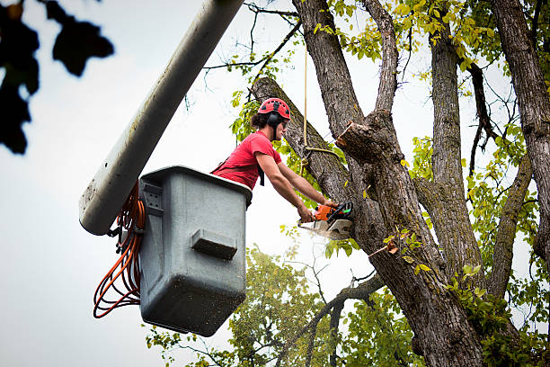 Best Hazardous Tree Removal  in San Felipe, TX