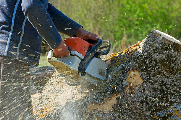 Best Stump Grinding and Removal  in San Felipe, TX